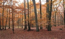 Herbstwald in Hitzacker